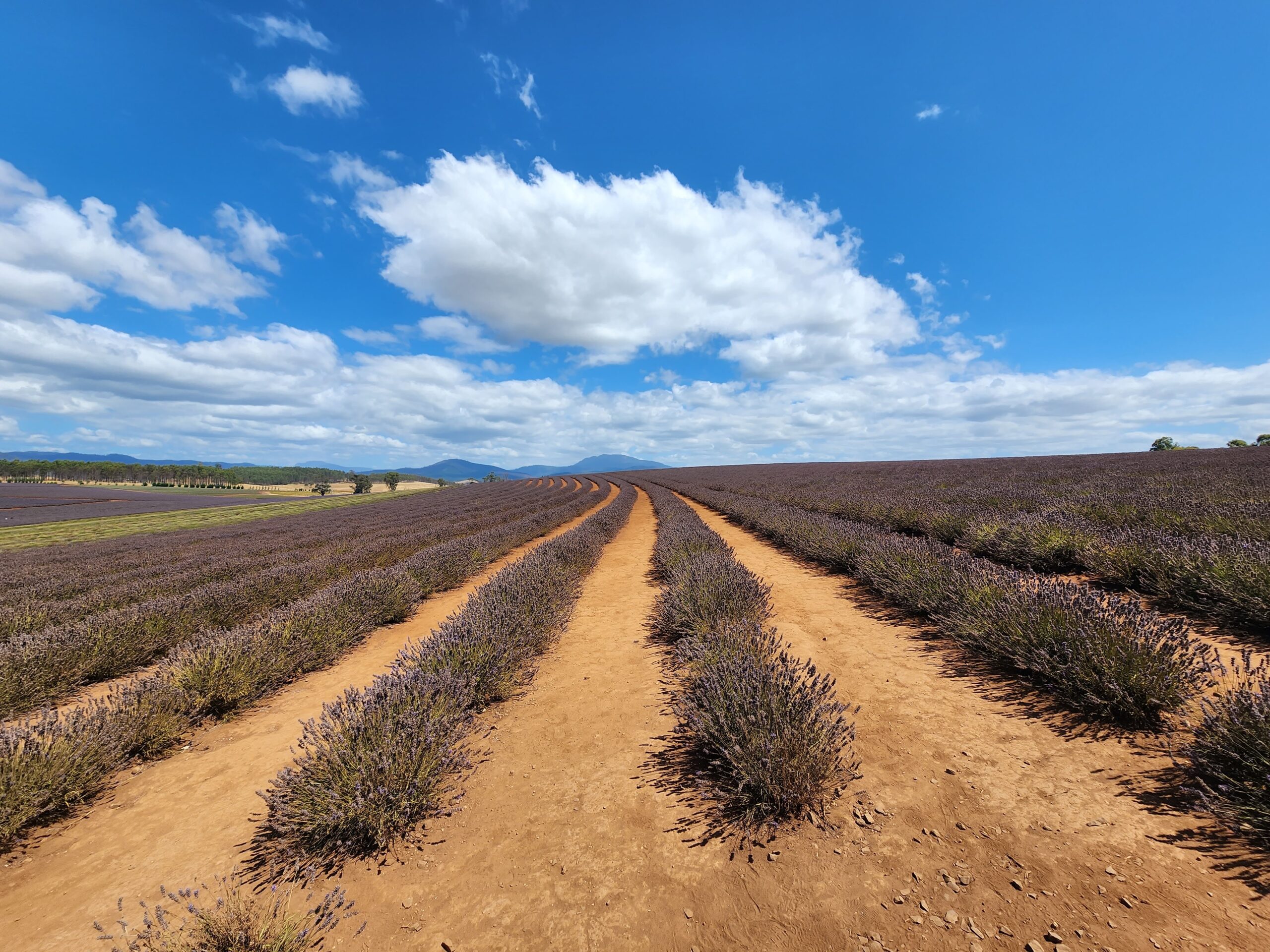 6 Nights in Tasmania With Kids: A Realistic Family Itinerary From Australia