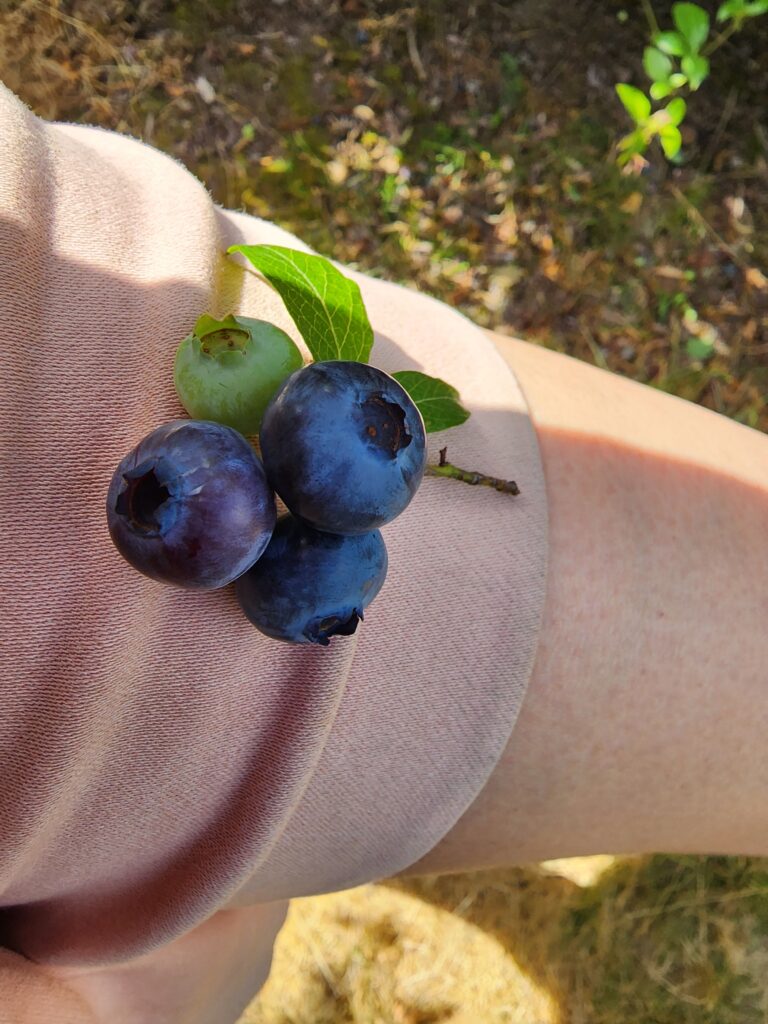 Blueberry picking near Launceston on a family road trip